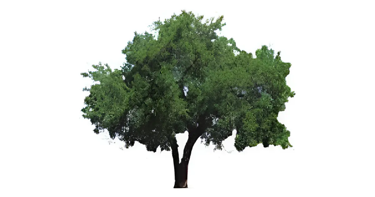 Quillay Grande 2,3 Mts Quillaja Saponaria Árbol Nativo