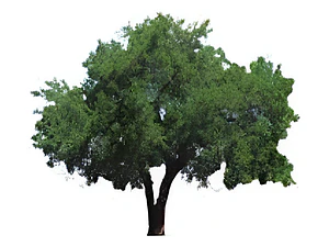 Quillay Grande 2,3 Mts Quillaja Saponaria Árbol Nativo