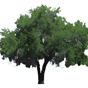 Quillay Grande 2,3 Mts Quillaja Saponaria Árbol Nativo