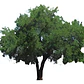 Quillay Grande 2,3 Mts Quillaja Saponaria Árbol Nativo - Miniatura 1