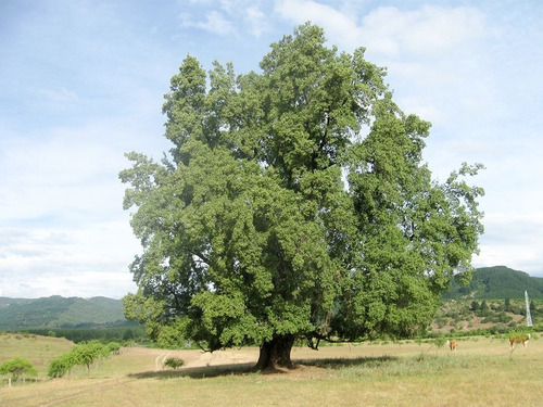 Quillay Grande 2,3 Mts Quillaja Saponaria Árbol Nativo 2