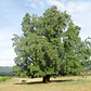 Quillay Grande 2,3 Mts Quillaja Saponaria Árbol Nativo - Miniatura 2