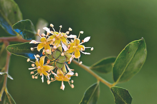 Quillay Grande 2,3 Mts Quillaja Saponaria Árbol Nativo 3