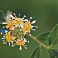 Quillay Grande 2,3 Mts Quillaja Saponaria Árbol Nativo - Miniatura 3