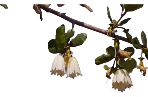 Patagua 1mt Crinodendron Árbol Nativo Ornamental 1