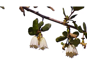 Patagua 1mt Crinodendron Árbol Nativo Ornamental