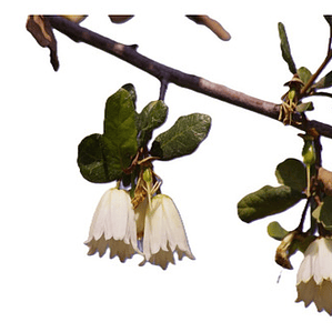 Patagua 1mt Crinodendron Árbol Nativo Ornamental