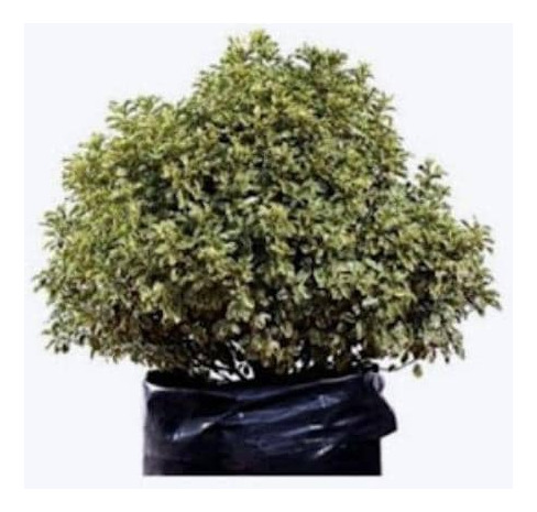Pittosporum Nigricans / Arbusto/ Planta Ornamental 1