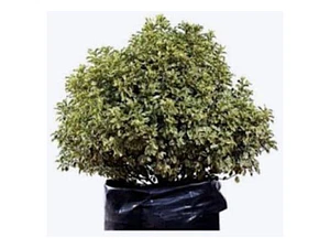 Pittosporum Nigricans / Arbusto/ Planta Ornamental