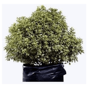 Pittosporum Nigricans / Arbusto/ Planta Ornamental