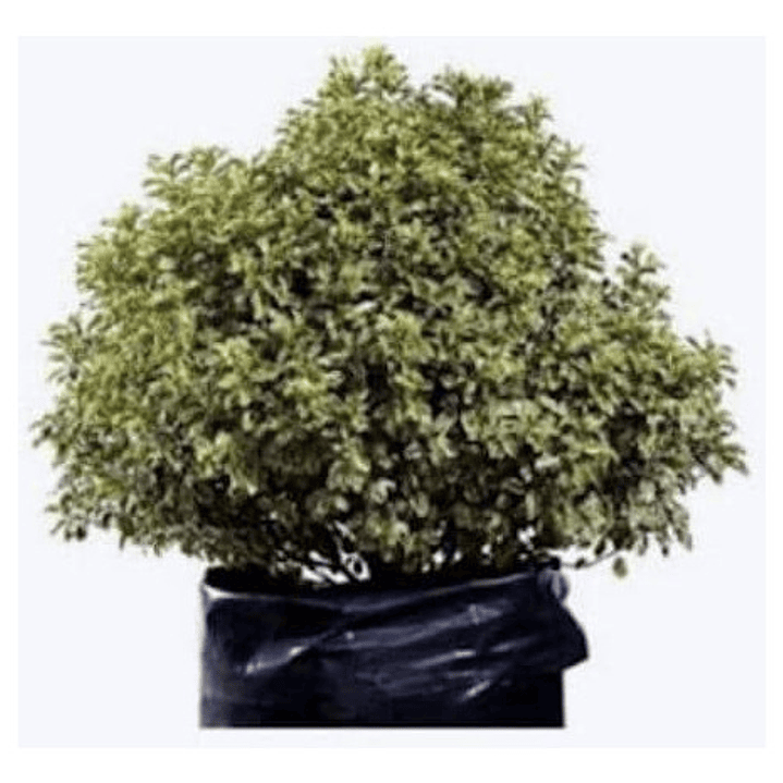 Pittosporum Nigricans / Arbusto/ Planta Ornamental 1