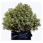 Pittosporum Nigricans / Arbusto/ Planta Ornamental - Miniatura 1