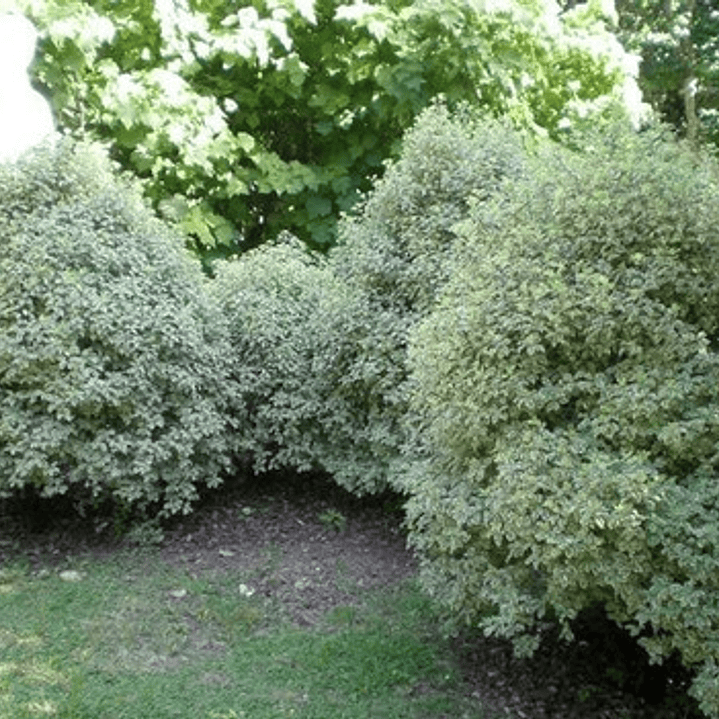 Pittosporum Nigricans / Arbusto/ Planta Ornamental 2