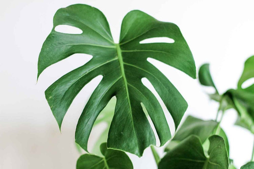 Philodendro Monstera Pequeño Costilla Adán Planta Interior  1