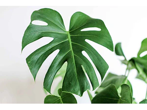 Philodendro Monstera Pequeño Costilla Adán Planta Interior 
