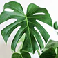 Philodendro Monstera Pequeño Costilla Adán Planta Interior  - Miniatura 1