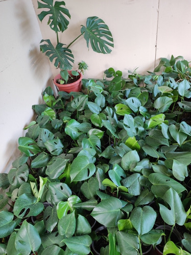 Philodendro Monstera Pequeño Costilla Adán Planta Interior  2