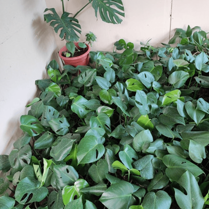 Philodendro Monstera Pequeño Costilla Adán Planta Interior  2