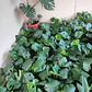 Philodendro Monstera Pequeño Costilla Adán Planta Interior  - Miniatura 2