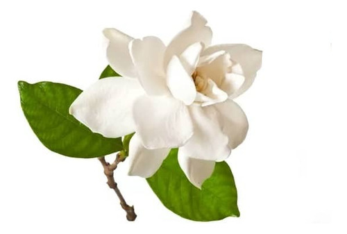 Gardenia Jazmin Trepadora Arbusto Ornamental Perfumado 1