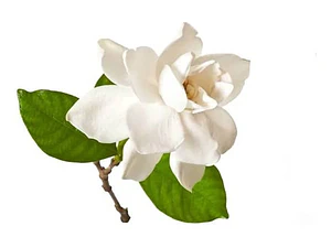 Gardenia Jazmin Trepadora Arbusto Ornamental Perfumado
