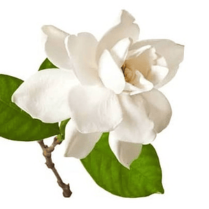 Gardenia Jazmin Trepadora Arbusto Ornamental Perfumado