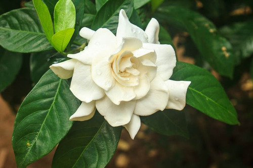 Gardenia Jazmin Trepadora Arbusto Ornamental Perfumado 2