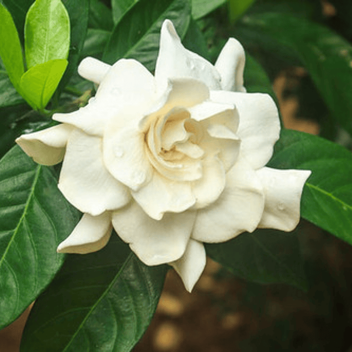 Gardenia Jazmin Trepadora Arbusto Ornamental Perfumado 2