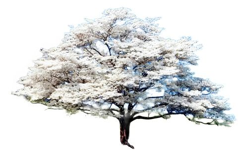 Cornus Florida Árbol Ornamental Flor Exótico 1