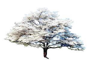Cornus Florida Árbol Ornamental Flor Exótico
