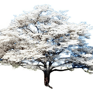 Cornus Florida Árbol Ornamental Flor Exótico
