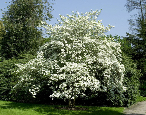 Cornus Florida Árbol Ornamental Flor Exótico 2