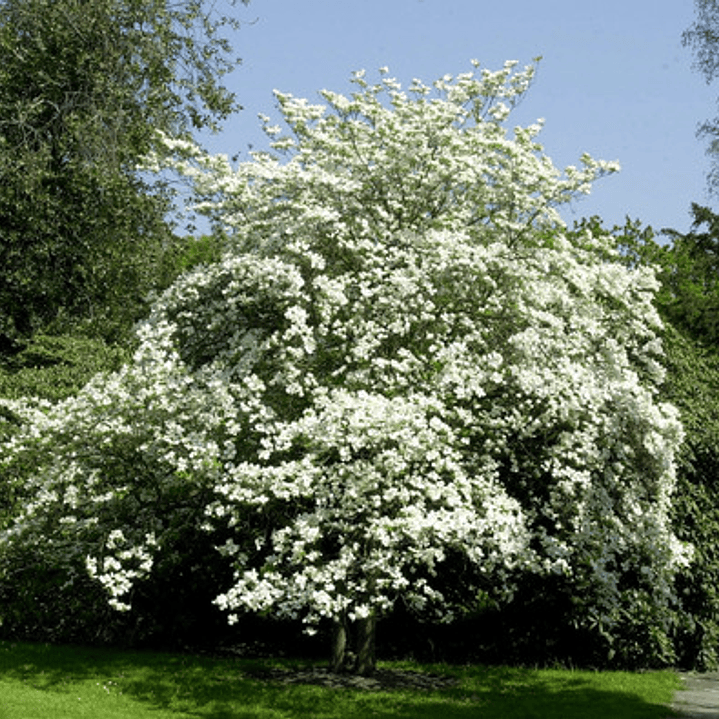 Cornus Florida Árbol Ornamental Flor Exótico 2