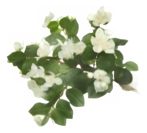 Mirto / Arrayan / Arbusto Aromático Ornamental 1