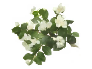 Mirto / Arrayan / Arbusto Aromático Ornamental