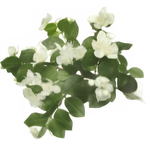 Mirto / Arrayan / Arbusto Aromático Ornamental