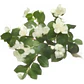 Mirto / Arrayan / Arbusto Aromático Ornamental - Miniatura 1