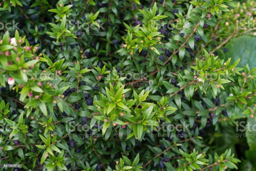 Mirto / Arrayan / Arbusto Aromático Ornamental 2