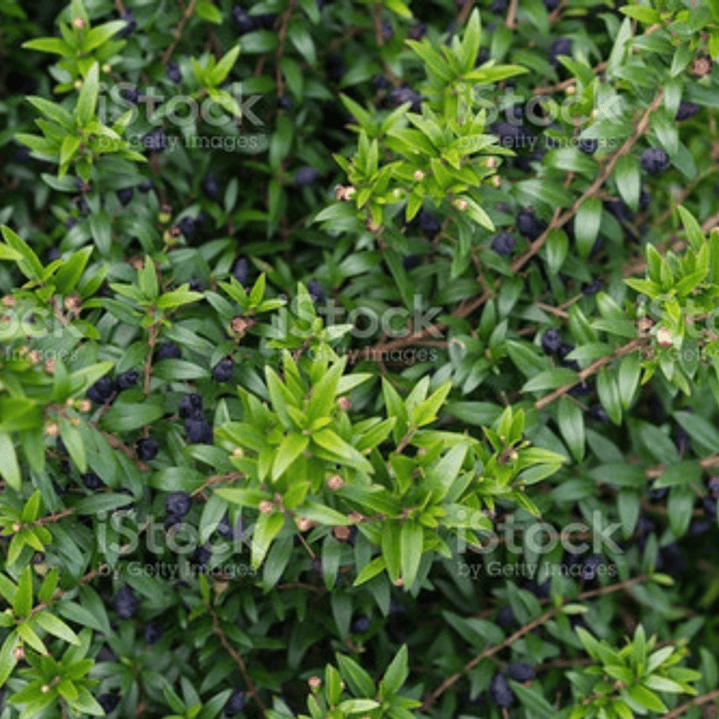 Mirto / Arrayan / Arbusto Aromático Ornamental 2