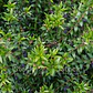 Mirto / Arrayan / Arbusto Aromático Ornamental - Miniatura 2