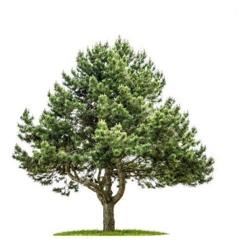  Peumo 1,8 Mts Cryptocarya Alba Árbol Nativo Aromático 2