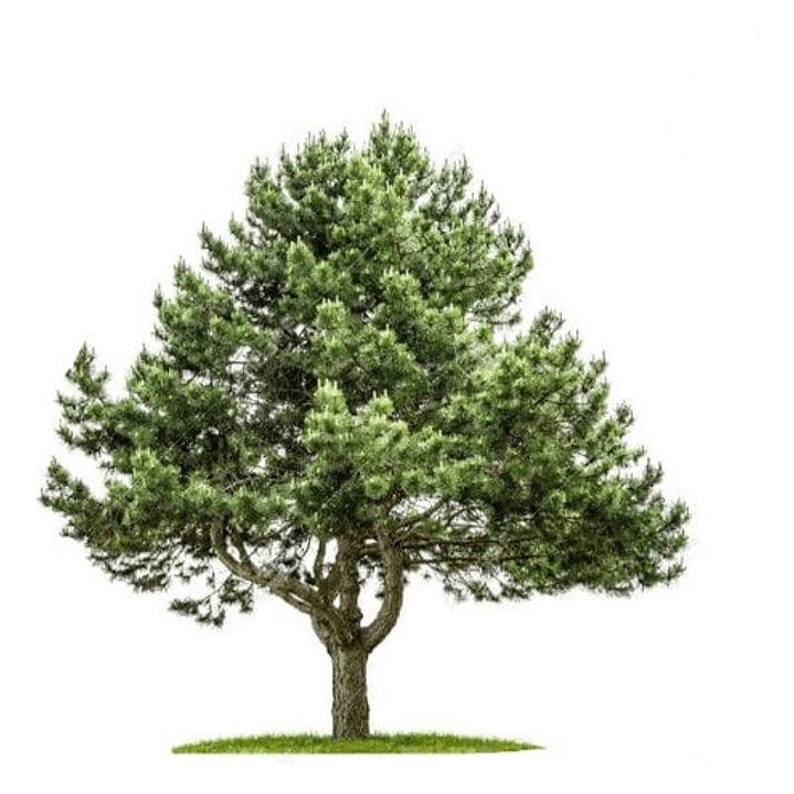  Peumo 1,8 Mts Cryptocarya Alba Árbol Nativo Aromático 2