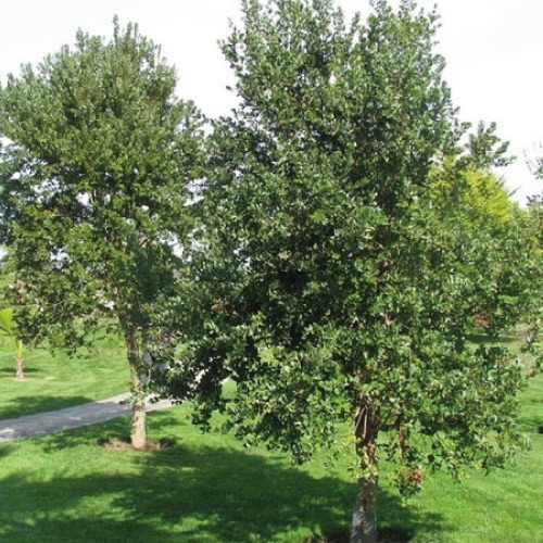  Peumo 1,8 Mts Cryptocarya Alba Árbol Nativo Aromático 1