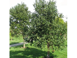  Peumo 1,8 Mts Cryptocarya Alba Árbol Nativo Aromático