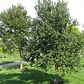  Peumo 1,8 Mts Cryptocarya Alba Árbol Nativo Aromático - Miniatura 1