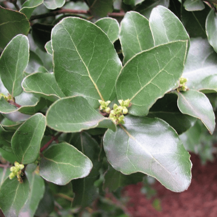  Peumo 1,8 Mts Cryptocarya Alba Árbol Nativo Aromático 3