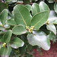  Peumo 1,8 Mts Cryptocarya Alba Árbol Nativo Aromático - Miniatura 3