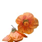 Abutilon Naranjo Arbusto Ornamental Flor - Miniatura 1
