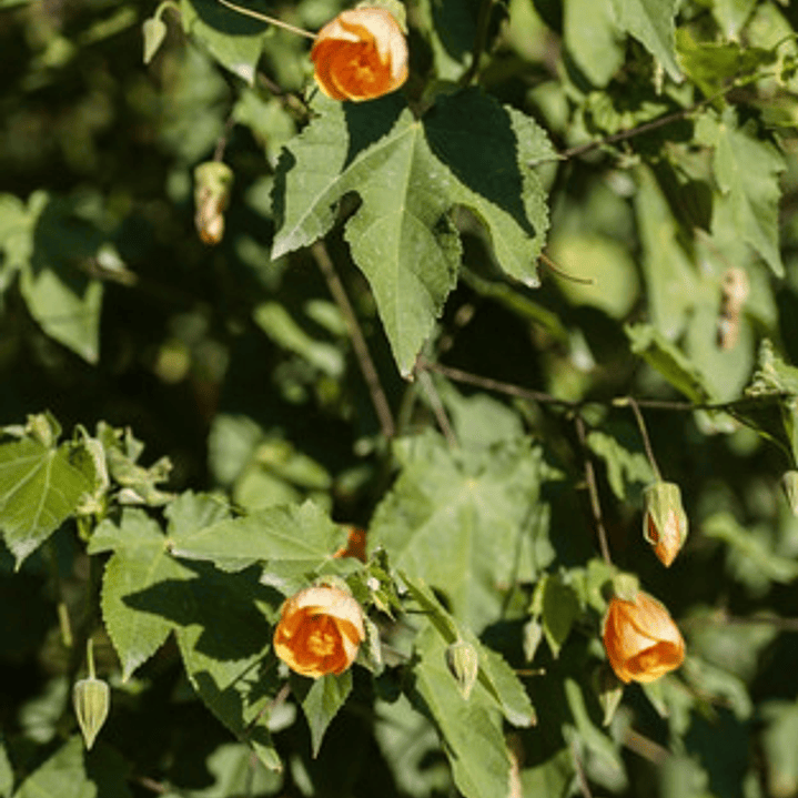 Abutilon Naranjo Arbusto Ornamental Flor 3