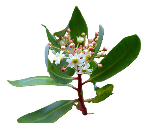 Canelo Xl 2 Mts / Drimys Winteri / Árbol Nativo Ornamental 1